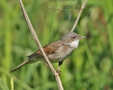 Whitethroat