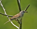 Whitethroat