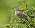 Whitethroat