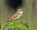 Whitethroat