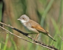 Whitethroat