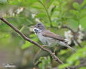 Whitethroat