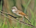 Whitethroat