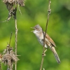 Whitethroat