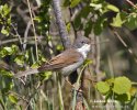 Whitethroat