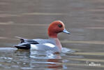 Wigeon