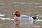 Wigeon