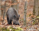 Wild Boar