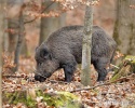 Wild Boar