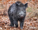 Wild Boar