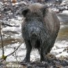 Wild Boar