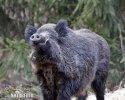 Wild Boar