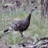 Wild Turkey