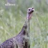 Wild Turkey