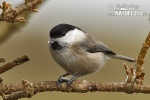 Willow Tit