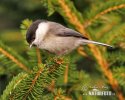 Willow Tit