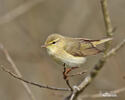 Willow Warbler