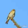 Willow Warbler