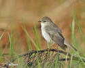 Willow Warbler