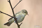 Willow Warbler