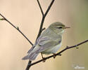 Willow Warbler