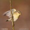 Willow Warbler