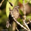 Wing-barred Seedeater