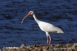 Witte ibis