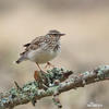 Wood Lark