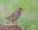 Wood Lark