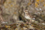 Wood Lark