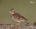 Wood Lark