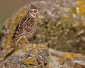 Wood Lark