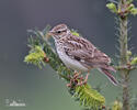 Wood Lark