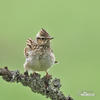 Wood Lark