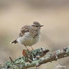 Wood Lark