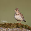 Wood Lark