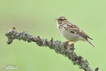 Wood Lark