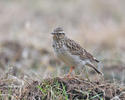 Wood Lark