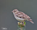 Wood Lark