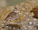 Wood Lark