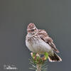 Wood Lark