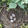 Wood Lark