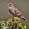 Wood Lark