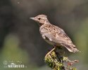 Wood Lark