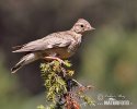 Wood Lark