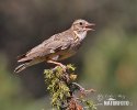 Wood Lark