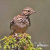 Wood Lark