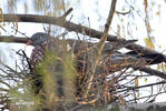 Wood Pigeon