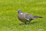 Wood Pigeon